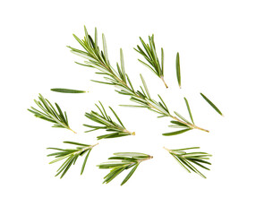 fresh rosemary isolated on transparent png