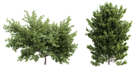 Fototapete - Tree taxus baccata set on transparent background.3d rendering PNG Set