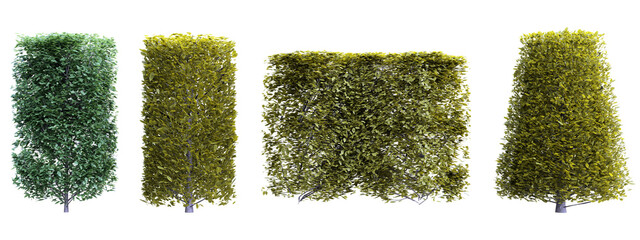 Poster - Hedge carpinus betulus set on transparent background.3d rendering PNG Set