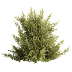 Poster - Shrub carpinus betulus set on transparent background.3d rendering PNG Set