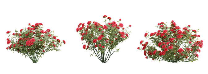 Fototapete - Shrub rose set on transparent background.3d rendering PNG Set