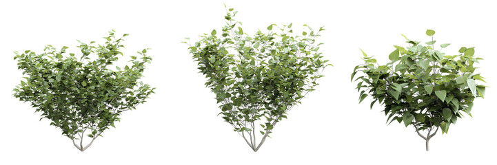 Poster - shrub syringa vulgaris on transparent background.3d rendering png set