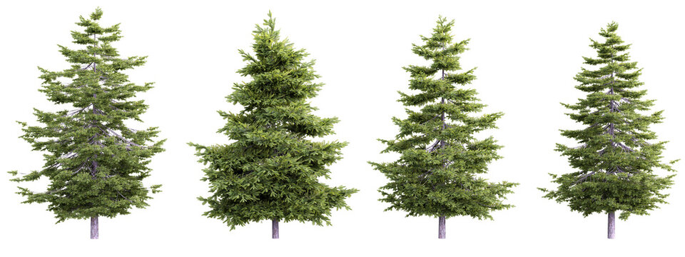 Tree pseudotsuga menziesii set on transparent background.3d rendering PNG Set