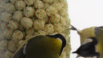 A netted bird feeder hanging outside with two big tit bird picking food in Estonia