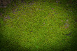 Grooved green moss background in nature