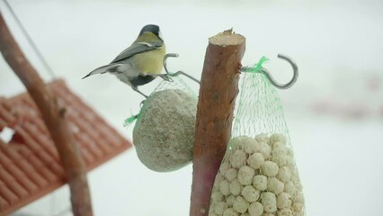 The big tit bird on the top of the pole with the bird feeder on the branch in Estonia