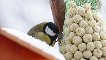 The big tit bird getting food on the net hanging bird feeder outside in Estonia