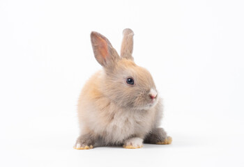 Wall Mural - Front view of baby grey rabbit standing on white background. Lovely action of baby rabbit.