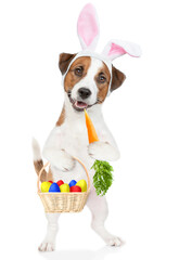 Aufkleber - Jack russell terrier puppy wearing easter rabbits ears holds basket of  painted eggs and eats carrot. Isolated on white background