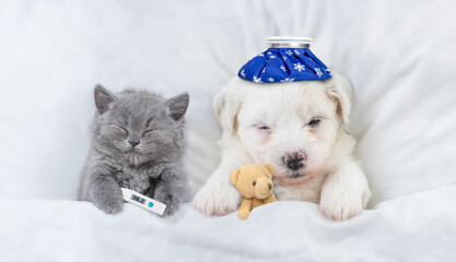 Poster - Sick kitten with thermometer and Bichon Frise puppy with with ice bag or ice pack on it head sleep with toy bear on a bed at home. Top down view