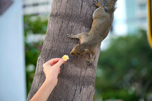 Human Hand Feeding Beautiful Wild Gray Squirrel In Summer Town Park