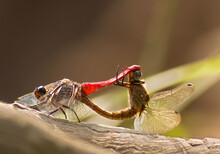 Mating Of Dragonfly During Flying 