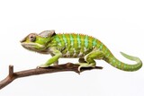 Fototapeta Zwierzęta - Macro closeup of isolated chameleon reptile sitting on branch, white studio lighting background, exotic lizard, nature wildlife, detailed skin texture - generative ai