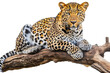Leopard lying on branch isolated of transparent background. PNG. Post-processed generative ai	
