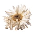 Macro closeup of isolated aged and dried daisy flower head, shriveled petals, white studio lighting background, preserved - generative ai