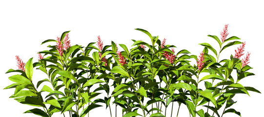 Wall Mural - Tropics plants flowery isolate on transparent backgrounds 3d rendering png