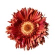 Macro closeup of isolated aged and dried red gerbera daisy flower head, shriveled petals, white studio lighting background, preserved - generative ai