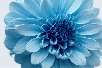 Poster - Beautiful flowers large bud blue dahlia on white background., created with generative ai