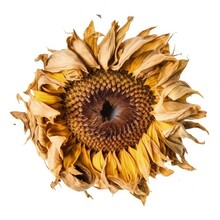 Macro Closeup Of Isolated Aged And Dried Yellow Sunflower Head, Shriveled Petals, White Studio Lighting Background, Preserved - Generative Ai