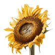 Macro closeup of isolated aged and dried yellow sunflower head, shriveled petals, white studio lighting background, preserved - generative ai