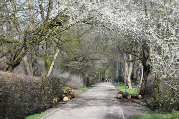 Sticker - loisir promenade printemps climat environnement arbre nature fleur detente sentier balade gens