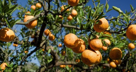 Wall Mural - Harvest of Ripe Oranges Hanging from the Trees