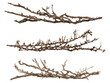 twigs, set of branches isolated on transparent background, generative ai
