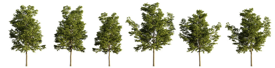  tree set, collection of beautiful plants isolated on transparent background