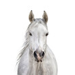 Isolated of white horse head on transparent background