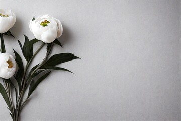 Poster - White peon flower with dark green leaves on light background., created with generative ai