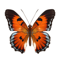 Wall Mural - Rare, beautiful colored butterfly on a transparent background