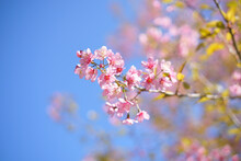Close Up Of Pink Wild Himalayan Cherry Flowers Or Sakura With Blue Sky Background