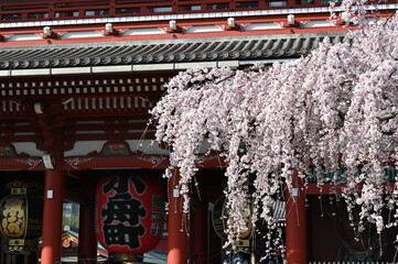 Wall Mural - 東京の浅草寺の境内の枝垂桜の風景