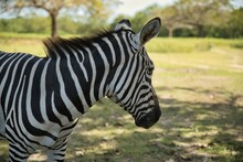 Close-up Of A Zebra On A Sunny Meadow Under A Shady Tree Canopy Which Looks To The Side.