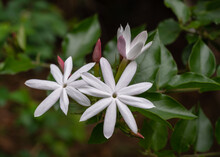 Closeup View Of Bright White Flowers And Purple Pink Buds Of Jasminum Multipartitum Shrub Aka Starry Wild Jasmine Or African Jasmine In Outdoor Tropical Garden