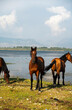 Horses by the lake in Albania