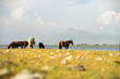 Horses by the lake in Albania