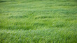 Pradera de hierba verde en día soleado