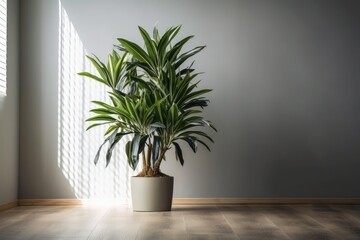 Wall Mural - Gray potted indoor decorative dracaena in a space with light walls and oak wood flooring. Generative AI