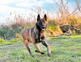 Wall Mural - puppy malinois in nature