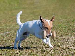 Sticker - training of jack russel terrier