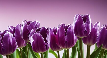 Poster - Tulip flower of rich purple color on gentle purple background., created with generative ai