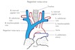 Superior vena cava and the veins which form it, seperior vena cava,it passes downwards along right border of sternum and ends in right atrium of heart, medical illustration