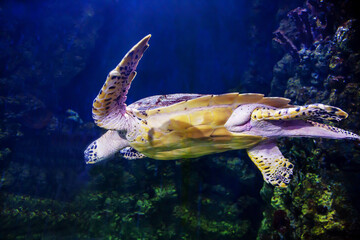 Wall Mural - Green sea turtle with yellow spots on the background of the seabed. Marine life, exotic fish, subtropics.