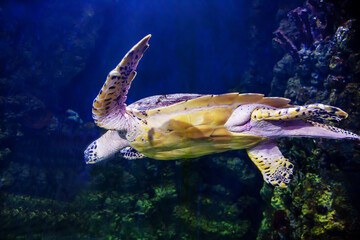 Green sea turtle with yellow spots on the background of the seabed. Marine life, exotic fish, subtropics.