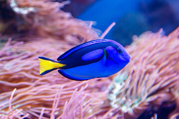 Wall Mural - The Royal blue Surgeon fish (Latin Paracanthurus hepatus) is a bright blue color against the background of the seabed. Marine life, exotic fish, subtropics.