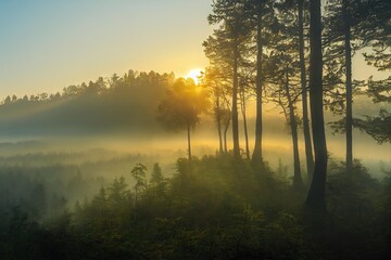 Sticker - Tall slender trees in misty forest and sun goes beyond horizon., created with generative ai