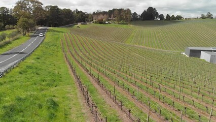 Sticker - Beautiful vineyards at sunset in Adelaide, Australia