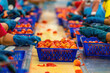 Group of Workers trimming tomatoes on production line in a food processing plant. industry tomato.