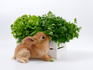 Wall Mural - rabbits and fresh greens salad parsley carrot cabbage on a white background